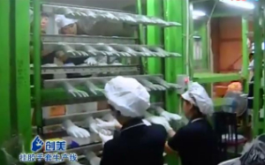 浸膠手套生產線視頻 手套浸膠機生產勞保膠手套全過程